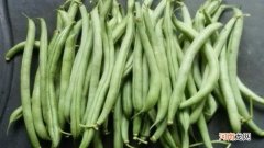 菜豆是裸子植物还是被子植物