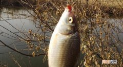 水母粉能不能开商品饵料