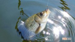 冬天钓鲫鱼用香料还是腥料