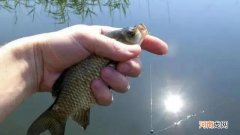 走水很急的河道怎么钓鱼