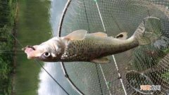 重唇鱼冬天怎么钓