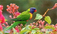 虎皮鹦鹉温度多少合适