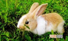 兔子牙齿太长怎么办