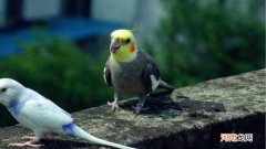 玄凤鹦鹉多久断奶