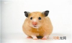 仓鼠咬笼子怎么办