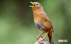 画眉鸟练胆子的方法