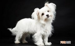 狗狗老爬床上怎么办