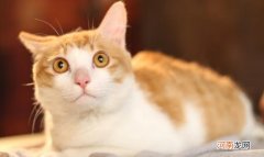 单独养一只公猫需要绝育吗