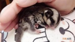 蜜袋鼯有细菌和寄生虫吗