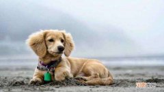 狗狗有弓形虫的表现