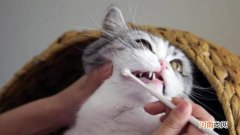 小猫换牙一般是几个月