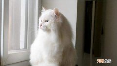 狮子猫是什么品种