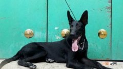 黑狼犬几个月是猛长期
