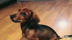 狗狗几个月大小便才会规律