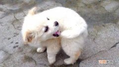 狗狗咬尾巴转圈圈是什么意思