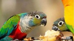 小太阳鹦鹉会说话吗