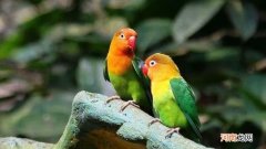 家养鹦鹉怎么预防鹦鹉热