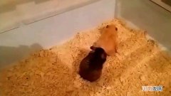 母仓鼠求偶的表现