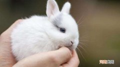 兔子是胎生的还是卵生的