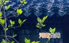 惊蛰要吃梨吗优质