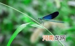 惊蛰可以宜适当进补优质