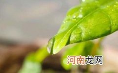 惊蛰节气的特点和风俗优质