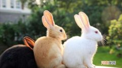 侏儒兔很容易死吗