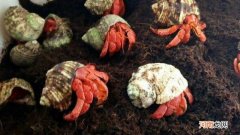 寄居蟹能用淡水养吗