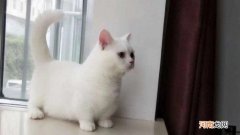 矮脚猫是基因缺陷吗