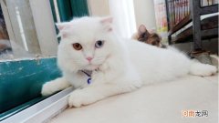 纯白高地猫是什么品种