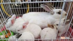 母兔会自动断奶吗