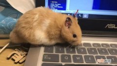 摸金丝熊总躲是怎么回事