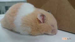 金丝熊哼哼唧唧是怎么回事