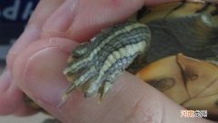 乌龟指甲太长怎么办