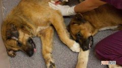 狗狗老死和病死的区别