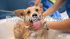 狗洗澡用多少度的水