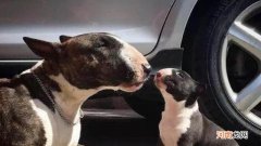 像猪一样的狗叫什么