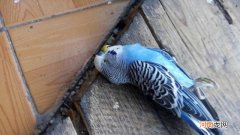 鹦鹉刚死能救活吗