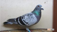 鸽子能长期养在笼子吗
