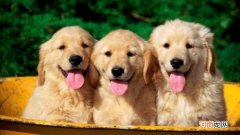 狗眼里面有眼线虫怎么办