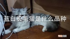 蓝白长毛猫是什么品种