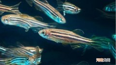 斑马鱼的寿命有多长