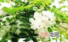 百花蜜和洋槐蜜的味道区别优质