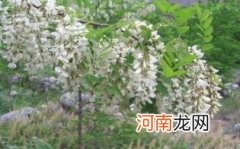 洋槐蜜为什么是琥珀色优质