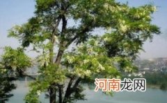 洋槐蜜为什么比其它蜂蜜稀优质