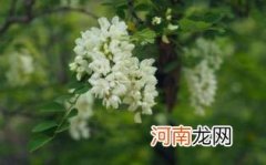 洋槐蜜为什么那么稀优质