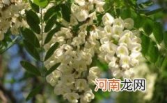 纯正的洋槐蜜是什么颜色的优质