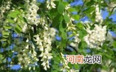 洋槐蜜多少度结晶优质