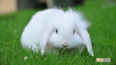 兔子会换毛吗