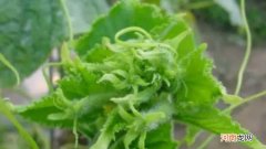 打顶是什么意思